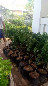 bibit tanaman jeruk Siam madu berbuah