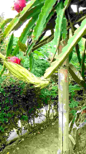 Bibit Buah Naga Per Batang Termurah Bibit Buah Naga Asli Berkualitas 25 -30 cm