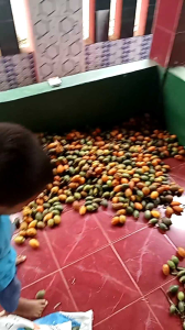 Buah pinang muda & tua fresh segar 1kg