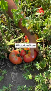 1 Pack (800 Butir) Benih Tomat Raksasa Giant Gigantomo F1 Kemasan Import / Benih tomat jumbo