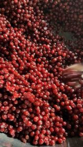 เคล็ดลับ มะยมเชื่อม ไซส์เล็ก พร้อมส่ง 1 กิโลกรัม มะยมเชื่อมสูตรโบราณ