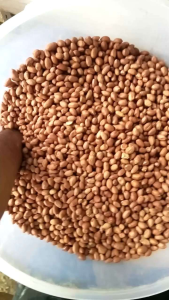BENIH KACANG TANAH SUPER UNGGULAN 1KG