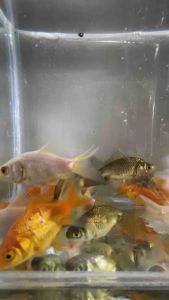 Wakin Goldfish Size 1.5-2 inches (4-5cm) /Fish for Aquarium