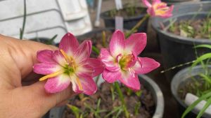 Z.หัวดอกบัวดิน Wanwisa หัวละ 50 บาทดอกหอม