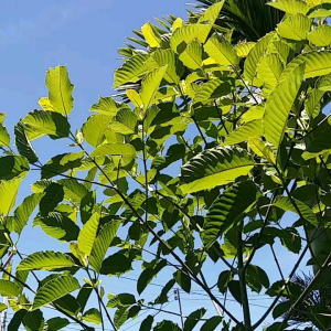 ใบกระท่อมรวม ปลอดสารพิษ100%