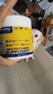 Singapore ULTRADOG Dog Multivitamins Nutrition With Vitality Anti-Aging Postbiotic Mussel A Week See Result