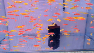 DANIO-GOLDEN LONGFIN DANIO