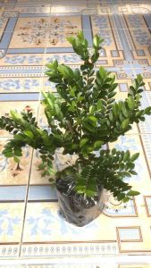 คลินิก: ต้นล่ำซำ ต้นหูหนู 🌱ต้นไม้มงคล ความหมายดี ปลูกเพื่อเสริมศิริมงคล ชื่อสื่อถึงความร่ำรวย