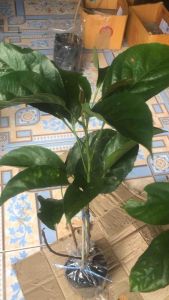 ต้นมะไฟเหรียญทอง ขนาดที่ส่ง 60-70 cm ขยายพันธุ์แบบกิ่งตอน ปลูก1- 2 ปีติดผล 🌺 ลูกใหญ่ รสชาติหวาน 🚚ปลูกได้ทุกสภาพดิน 🚚