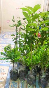 แก้วเจ้าจอม ต้นไม้มงคล ดอกสีม่วงสวย กลิ่นหอมมีเสน่ห์น่าหลงใหล