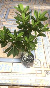 กุหลาบพันปี ไม้มงคล ปลูกแล้วรวย เสริมฮวงจุ้ย เรียกทรัพย์