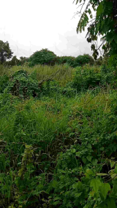 Jaring Burung Tekukur & Derkuku: Pemilihan, Penggunaan, & Perawatan