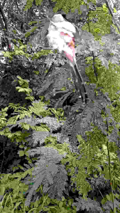 Jaring burung murai 25x6 meter jaring murai siap pakai jaring burung murai 25m jaring burung tengkek jaring burung cucak ijo jaring lovebird jaring burung kenari jaring burung cerukcuk jaring trucuk jaring burung trucuk siap pakai jaring 25 meter