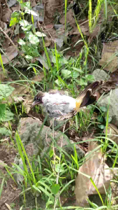 jaring burung kutilang 10x6 meter jaring burung kutilang 10 m jaring kutilang siap pakai jaring burung pentet jaring burung kacer jaring burung poci jaring burung cucak jenggot jaring burung cucak ijo jaring burung murai jaring burung tinggal pasang