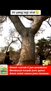 Pembasmi Gulma & Pohon Besar: Beli 1 Gratis 1 Bubuk Kill Grass Herbisida Biologis