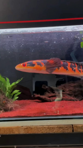 Maggot Red Bloodys Super RKFish Aquatic Channa Maru Auranti Limbata Pulchra