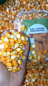 Bibit Jagung Hibrida Super per 500 Gram