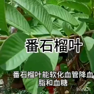 Daun Jambu Batu segar/番石榴葉（有機&天然/Organic ）50 helir