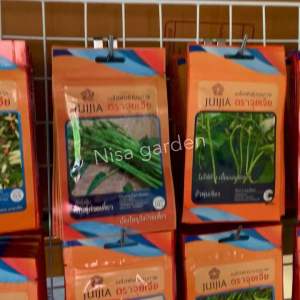 เมล็ดพันธุ์ คะน้า จัมโบ้ เจ ชูช่อ กรอบ อร่อย