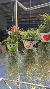 เคราฤาษีแต่งกระถางคัดลายสวยน่ารัก เกรดพรีเมี่ยม