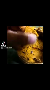 (SAWIT+Brown Suger)UMPAN KUCUR SAWIT ASLI /SAWIT KAPAS