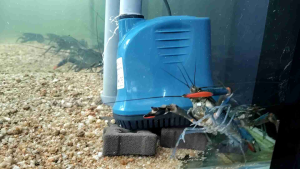 Blue Freshwater Lobster / Lobster Air Tawar / Australian Redclaw Crayfish/Ornamental Fish