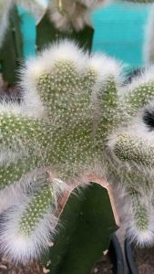 แคคตัสหางลิงคริสกราฟ  monkey tail cactus cristata grafting  หางลิงครีสกราฟตอสามเหลี่ยม สวยมากๆ  แต่ละต้นจะมีรูปร่างสวยแปลกไม่เหมือนกันสักต้นสวยทุกต้น ส่งแบบเคาะดิน