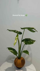 Monstera Deliciosa Variegated Kokedama Moss Ball | Indoor Monstera Plant | Decorative Plant | Letsplant 手作苔玉
