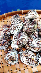 Kerang kuwuk besar - cangkang kuwuk tutul - cangkang kerang - kerang hias - kerang dekorasi - kerang untuk kerajinan