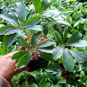 tanaman walisongo daun hijau tanaman indoor outdoor vertical garden
