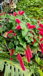 Chenille Plant / 红猫尾 / Pokok Ekor Kucing / बिल्ली की पूंछ पौधा (Singapore Cat Tail Plant) – Hanging Fuzzy Blooms Fast