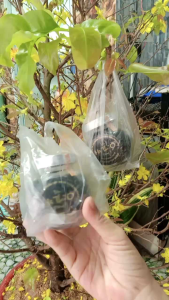 Combo 2 hũ hà thủ ô 5in1 Xuân Nguyên hũ 250gr l