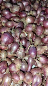 juwal bawang merah sedang 1kg lokal nganjuk