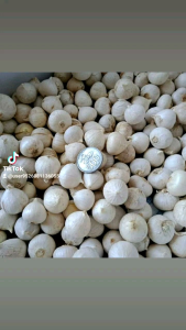 bawang tunggal 1kg free kardus packing baru