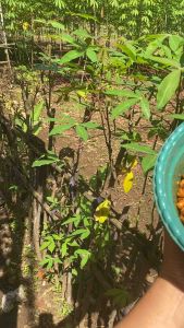 Makaroni Bantet Bumbu Cikur: Snack Sehat dan Nikmat