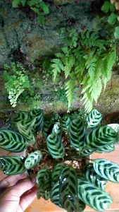 tanaman hias klatea sepat