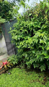 Sandal heels wanita jepit hak 5 cm jepit kecil - ELENA