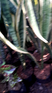 Tanaman Hias Pembersih Udara Sensivera & Lidah Mertua