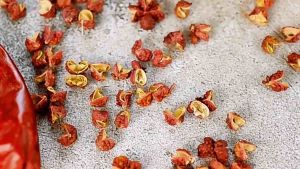 Xuyên Tiêu Tứ Xuyên đỏ ( Szechuan Pepper ) không trộn cành