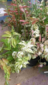 ต้นกวักเงินกวักทองด่างชมพูต้นไม้ประดับมงคลเสริมความร่ำรวยเรียกเงินเรียกทองเข้าบ้านขายกระถางใหญ่ตามรูปเลยค่ะ