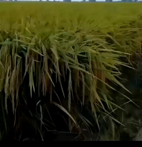 BENIH BIBIT PADI SIMBOK UNGGUL GENJAH SUPER BERKUALITAS INHIBRIDA ORIGINAL TAHAN PENYAKIT HASIL PANEN MELIMPAH (1KG) COD