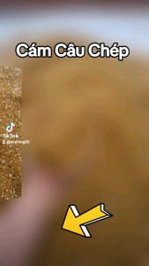 Mồi Câu Cá Chép HT