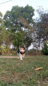 KALUNG KUCING MOTIF KAKI + LONCENG || PET COLLAR BELL