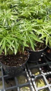 #ต้นปาล์มไผ่ นำเข้า U.S.A #แคระ #ไม้ฟอกอากาศ #ต้นไม้ฟอกอากาศ.🎋 #ปาล์มไผ่นำเข้า🎋 #ดูดสารพิษ ปลูกได้ในบ้าน ในห้องนอน ห้องนั่งเล่น ปลูกได้ในที่ร่มรำไร ควรรดน้ำวันละครั้ง อีกทั้งยังเป็นไม้ประดับที่มีความสามารถสูงในการดูดสารพิษที่ปนเปื้อนในอากาศ โดยเฉพาะ