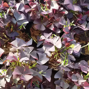 Tanaman Hias Oxalis Triangularis - Kupu-Kupu Ungu