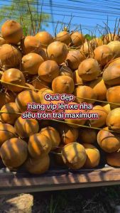 PHÂN BÓN SIÊU TRÒN TRÁI DỪA GIÚP ĐẬU TRÁI SAI QUẢ CHỐNG NỨT TRÁI ĐIẾC TRÁI VÀ CHỐNG RỤNG TRÁI NON GÓI 1KG