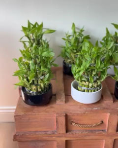 Tanaman Hias BAMBU HOKI PAGODA 3 TINGKAT - Bambu Rejeki Tanaman Unik - Tanaman Bambu Dekorasi Rumah