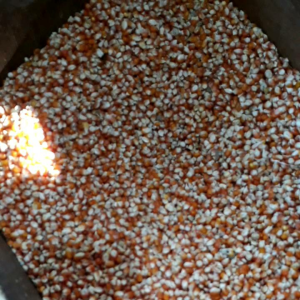 Jagung Kristal 1kg Pakan Burung Merpati Jagung Kristal Makanan Dara dan Hewan Peliharaan Kecil Lainya Jagung Kecil Bersih Kering dan Aman untuk Dikonsumsi