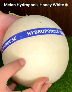 Kemasan Premium untuk Biji Melon Putih Import