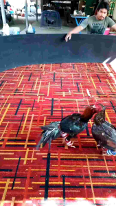 ไข่เชื้อไก่ชน เจ้าเยียร์ของขวัญ พม่าชนเชิง สายไม้ขีดไฟ ชุด4ฟอง